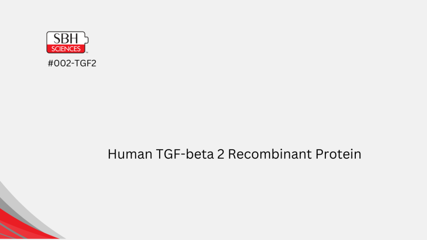 Human TGF-btea 2 Recombinant Protein